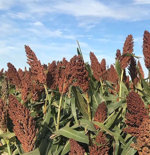 FAN 173 AT SHIELD PAS